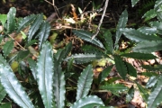 <strong>Pittosporaceae - Pittosporum senacia - Putt.</strong><br />© Sarrailh Jean-Michel / CIRAD