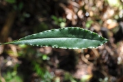 <strong>Pittosporaceae - Pittosporum senacia - Putt.</strong><br />© Sarrailh Jean-Michel / CIRAD