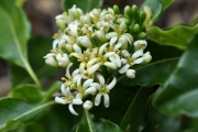 <strong>Pittosporaceae - Pittosporum senacia - Putt.</strong><br />© Sarrailh Jean-Michel / CIRAD