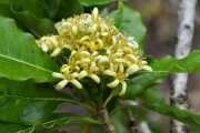 <strong>Pittosporaceae - Pittosporum senacia - Putt.</strong><br />© Sarrailh Jean-Michel / CIRAD