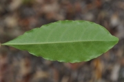 <strong>Pittosporaceae - Pittosporum senacia - Putt.</strong><br />© Sarrailh Jean-Michel / CIRAD