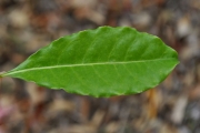 <strong>Pittosporaceae - Pittosporum senacia - Putt.</strong><br />© Sarrailh Jean-Michel / CIRAD