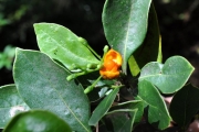 <strong>Pittosporaceae - Pittosporum senacia - Putt.</strong><br />© Sarrailh Jean-Michel / CIRAD