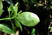 <strong>Pittosporaceae - Pittosporum senacia - Putt.</strong><br />© Sarrailh Jean-Michel / CIRAD