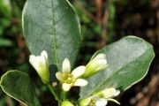 <strong>Pittosporaceae - Pittosporum senacia - Putt.</strong><br />© Sarrailh Jean-Michel / CIRAD