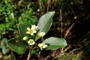 <strong>Pittosporaceae - Pittosporum senacia - Putt.</strong><br />© Sarrailh Jean-Michel / CIRAD