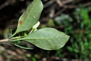 <strong>Pittosporaceae - Pittosporum senacia - Putt.</strong><br />© Sarrailh Jean-Michel / CIRAD