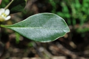 <strong>Pittosporaceae - Pittosporum senacia - Putt.</strong><br />© Sarrailh Jean-Michel / CIRAD