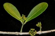 <strong>Celastraceae - Pleurostylia pachyphloea - Tul.</strong><br />© Sarrailh Jean-Michel / CIRAD