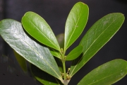 <strong>Celastraceae - Pleurostylia pachyphloea - Tul.</strong><br />© Sarrailh Jean-Michel / CIRAD