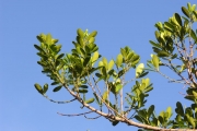 <strong>Celastraceae - Pleurostylia pachyphloea - Tul.</strong><br />© Sarrailh Jean-Michel / CIRAD
