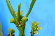 <strong>Celastraceae - Pleurostylia pachyphloea - Tul.</strong><br />© Sarrailh Jean-Michel / CIRAD