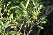 <strong>Celastraceae - Pleurostylia pachyphloea - Tul.</strong><br />© Sarrailh Jean-Michel / CIRAD