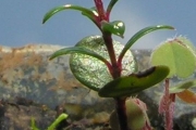 <strong>Celastraceae - Pleurostylia pachyphloea - Tul.</strong><br />© Sarrailh Jean-Michel / CIRAD