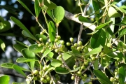 <strong>Celastraceae - Pleurostylia pachyphloea - Tul.</strong><br />© Sarrailh Jean-Michel / CIRAD