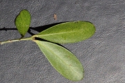 <strong>Celastraceae - Pleurostylia pachyphloea - Tul.</strong><br />© Sarrailh Jean-Michel / CIRAD