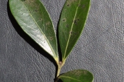 <strong>Celastraceae - Pleurostylia pachyphloea - Tul.</strong><br />© Sarrailh Jean-Michel / CIRAD
