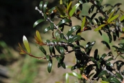 <strong>Celastraceae - Pleurostylia pachyphloea - Tul.</strong><br />© Sarrailh Jean-Michel / CIRAD