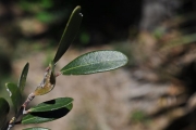 <strong>Celastraceae - Pleurostylia pachyphloea - Tul.</strong><br />© Sarrailh Jean-Michel / CIRAD