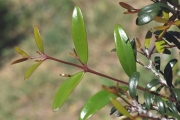 <strong>Celastraceae - Pleurostylia pachyphloea - Tul.</strong><br />© Sarrailh Jean-Michel / CIRAD