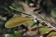 <strong>Celastraceae - Pleurostylia pachyphloea - Tul.</strong><br />© Sarrailh Jean-Michel / CIRAD