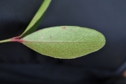 <strong>Celastraceae - Pleurostylia pachyphloea - Tul.</strong><br />© Sarrailh Jean-Michel / CIRAD