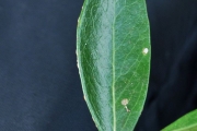 <strong>Celastraceae - Pleurostylia pachyphloea - Tul.</strong><br />© Sarrailh Jean-Michel / CIRAD