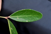 <strong>Celastraceae - Pleurostylia pachyphloea - Tul.</strong><br />© Sarrailh Jean-Michel / CIRAD