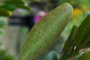 <strong>Celastraceae - Pleurostylia pachyphloea - Tul.</strong><br />© Sarrailh Jean-Michel / CIRAD