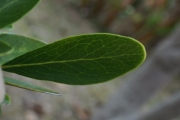 <strong>Celastraceae - Pleurostylia pachyphloea - Tul.</strong><br />© Sarrailh Jean-Michel / CIRAD