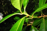 <strong>Psyloxylaceae - Psiloxylon mauritianum - (Bouton ex Hook.f.) Baill.</strong><br />© Turquet Vincent