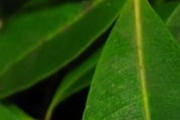 <strong>Psyloxylaceae - Psiloxylon mauritianum - (Bouton ex Hook.f.) Baill.</strong><br />© Turquet Vincent