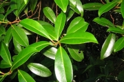<strong>Psyloxylaceae - Psiloxylon mauritianum - (Bouton ex Hook.f.) Baill.</strong><br />© Turquet Vincent