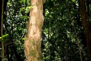 <strong>Psyloxylaceae - Psiloxylon mauritianum - (Bouton ex Hook.f.) Baill.</strong><br />© Turquet Vincent