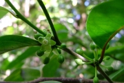 <strong>Psyloxylaceae - Psiloxylon mauritianum - (Bouton ex Hook.f.) Baill.</strong><br />© Baret Stéphane