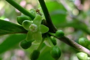 <strong>Psyloxylaceae - Psiloxylon mauritianum - (Bouton ex Hook.f.) Baill.</strong><br />© Baret Stéphane