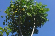 <strong>Araliaceae - Polyscias aemiliguineae - Bernardi</strong><br />© Sarrailh Jean-Michel / CIRAD