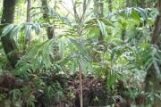 <strong>Araliaceae - Polyscias aemiliguineae - Bernardi</strong><br />© Madaule Tiana
