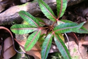 <strong>Araliaceae - Polyscias aemiliguineae - Bernardi</strong><br />© Sarrailh Jean-Michel / CIRAD