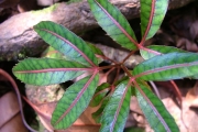 <strong>Araliaceae - Polyscias aemiliguineae - Bernardi</strong><br />© Sarrailh Jean-Michel / CIRAD