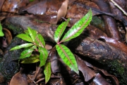 <strong>Araliaceae - Polyscias aemiliguineae - Bernardi</strong><br />© Sarrailh Jean-Michel / CIRAD