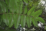 <strong>Araliaceae - Polyscias aemiliguineae - Bernardi</strong><br />© Sarrailh Jean-Michel / CIRAD
