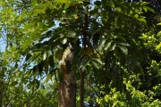 <strong>Araliaceae - Polyscias aemiliguineae - Bernardi</strong><br />© Sarrailh Jean-Michel / CIRAD