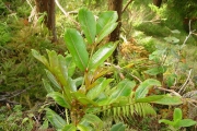 <strong>Araliaceae - Polyscias bernieri - (Baill. ex Drake) R.Vig.</strong><br />© Sarrailh Jean-Michel / CIRAD