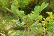<strong>Araliaceae - Polyscias bernieri - (Baill. ex Drake) R.Vig.</strong><br />© Sarrailh Jean-Michel / CIRAD