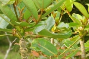 <strong>Araliaceae - Polyscias bernieri - (Baill. ex Drake) R.Vig.</strong><br />© Sarrailh Jean-Michel / CIRAD