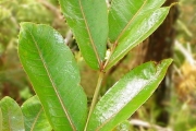 <strong>Araliaceae - Polyscias bernieri - (Baill. ex Drake) R.Vig.</strong><br />© Sarrailh Jean-Michel / CIRAD