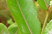 <strong>Araliaceae - Polyscias bernieri - (Baill. ex Drake) R.Vig.</strong><br />© Sarrailh Jean-Michel / CIRAD