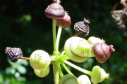 <strong>Araliaceae - Polyscias repanda - (DC.) Baker</strong><br />© Sarrailh Jean-Michel / CIRAD