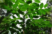 <strong>Araliaceae - Polyscias repanda - (DC.) Baker</strong><br />© Sarrailh Jean-Michel / CIRAD